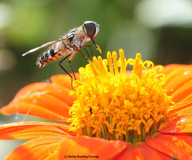 A  bee fly, genus Villa, collecting pollen on a Mexican sunflower (Tithonia). (Photo by Kathy Keatley Garvey)