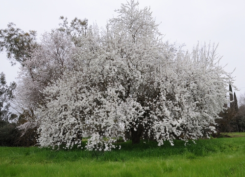ALMOND TREES throughout California, including this one at the Harry H. Laidlaw Jr. Honey Bee Research Facility at UC Davis, are in full bloom. (Photo by Kathy Keatley Garvey)