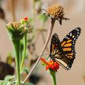 A monarch lands on a Mexican sunflower (Tithonia) in Vacaville, Calif. It may head to an overwintering site in Santa Cruz. (Photo by Kathy Keatley Garvey)