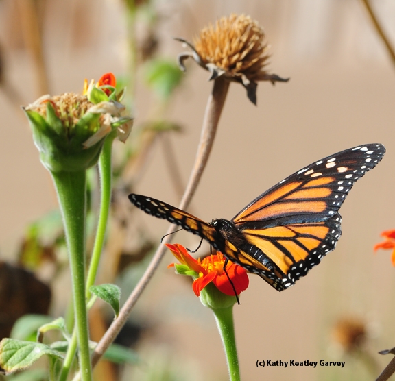 The monarch continues to feed. (Photo by Kathy Keatley Garvey)