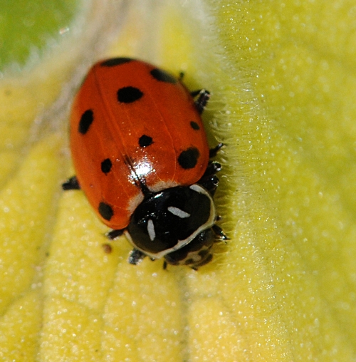LADYBUG searching for aphids on a leaf. (Photo by Kathy Keatley Garvey)