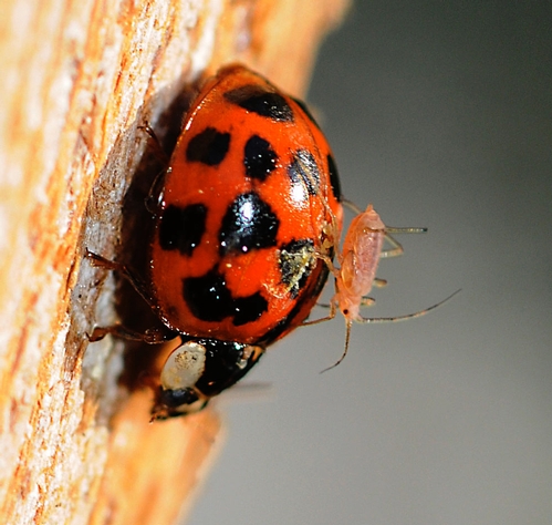 SAFEST PLACE for an aphid is on the back of a ladybug. This photo, taken April 18, 2009, shows a ladybug searching for aphids while a hitchhikes struggles to stay on her back. (Photo by Kathy Keatley Garvey)
