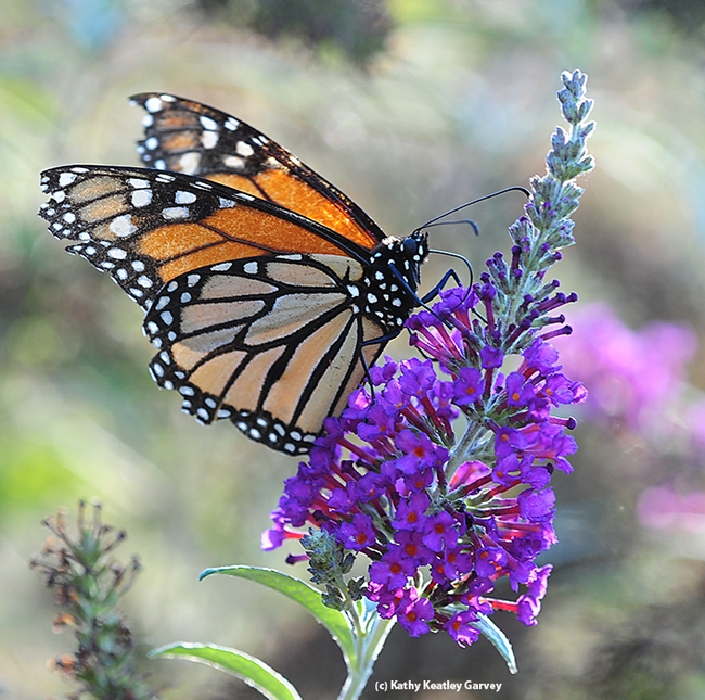A monarch butterfly nectaring on a butterfly bush in Vacaville, Calif. today (Oct. 10). (Photo by Kathy Keatley Garvey)