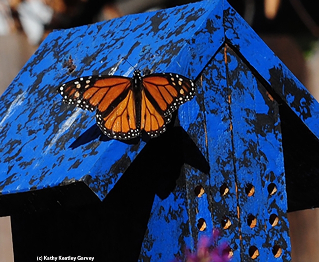 A male monarch touches down and rests on a bee condo in Vacaville, Calif. (Photo by Kathy Keatley Garvey)