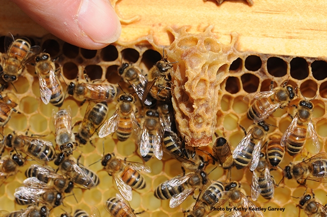 Worker bees cleaning out a queen cell. (Photo by Kathy Keatley Garvey)