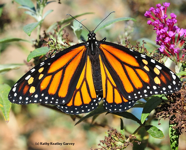 Female monarch spreads her wings on a butterfly bush. (Photo by Kathy Keatley Garvey)