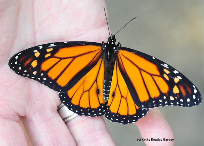 Newly emerged male monarch spreads his wings. Note the black spots on the hind wings, distinguishing gender. (Photo by Kathy Keatley Garvey)