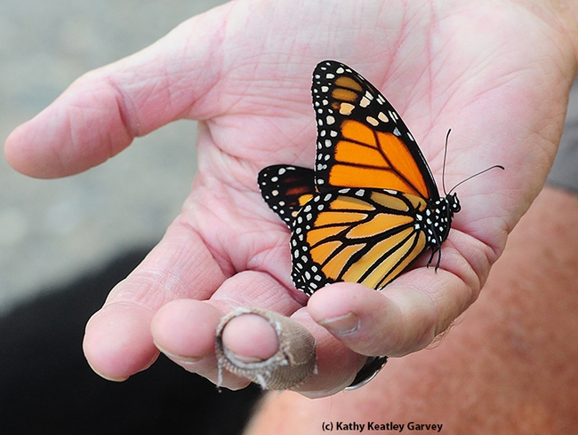 Male monarch ready to be released. (Photo by Kathy Keatley Garvey)