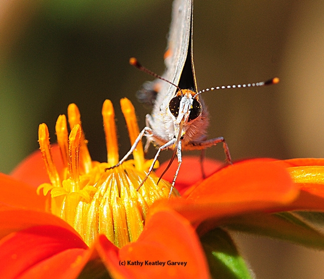 Check out the length of the proboscis on the gray hairstreak as it sips nectar. (Photo by Kathy Keatley Garvey)
