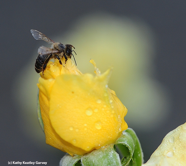 Honey bee on top of its world--a yellow rose. (Photo by Kathy Keatley Garvey)