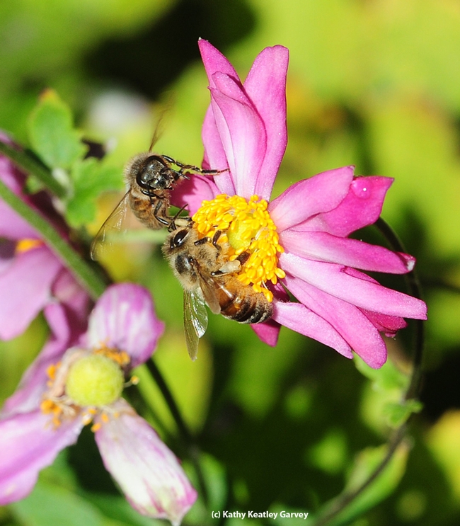 Two honey bees compete for floral resources as they forage on a Japanese anemone in the Luther Burbank gardens, Santa Rosa. (Photo by Kathy Keatley Garvey)