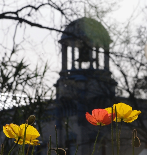 ICELAND POPPIES provide color to the backdrop of the old Town Hall in Vacaville, Calif. (Photo by Kathy Keatley Garvey)