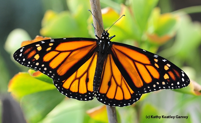 A newly released (Oct. 23) male monarch butterfly lands on a ginkgo tree. (Photo by Kathy Keatley Garvey)