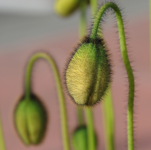 SEED PODS next to the Iceland poppies provide an artsy touch. (Photo by Kathy Keatley Garvey)