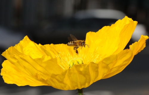 FORAGING HONEY BEE makes a pass over an Iceland poppy. (Photo by Kathy Keatley Garvey)
