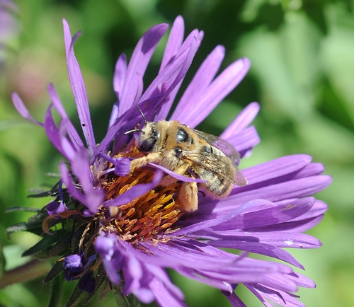 FEMALE SUNFLOWER BEE, Diadasia enavata, family Apidae. (Photo by Kathy Keatley Garvey)