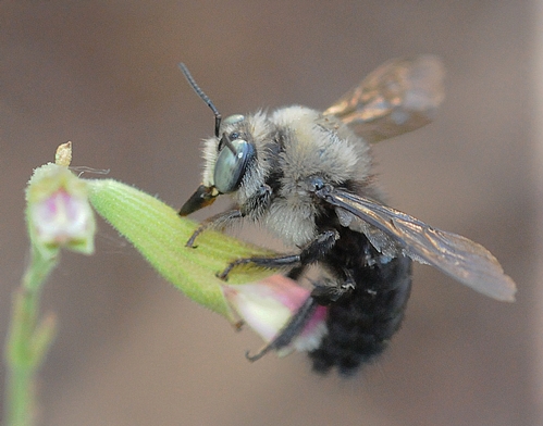 THIS is a carpenter bee (Xylocopa tabaniformis). (Photo by Kathy Keatley Garvey)