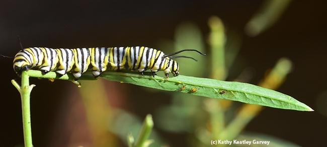 Monarch caterpillar eating a narrow-leafed milkweed. Note the aphids. (Photo by Kathy Keatley Garvey
