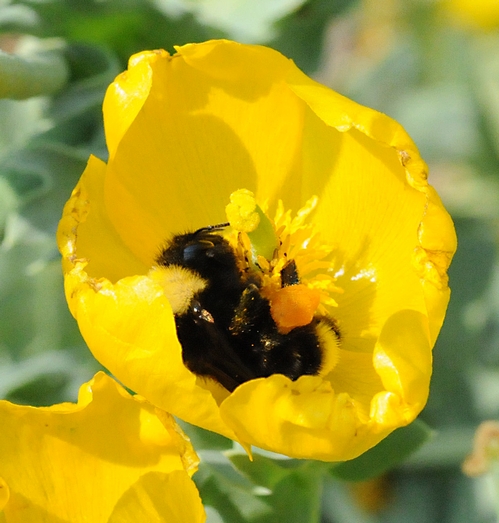 BLACK-FACED BUMBLE BEE (Bombus californicus) gathering pollen in a California poppy. (Photo by Kathy Keatley Garvey)