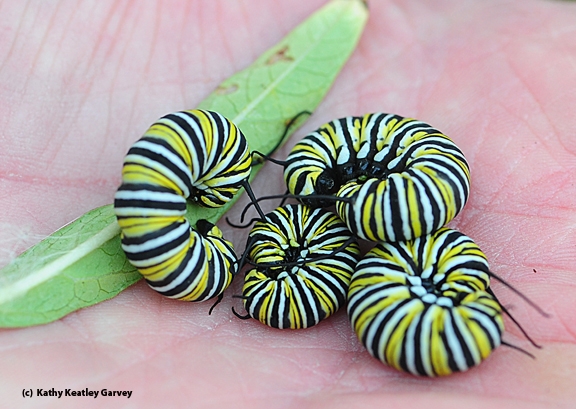 A handful of monarch caterpillars from one narrow-leafed milkweed plant. (Photo by Kathy Keatley Garvey)