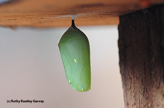 Close-up of a monarch chrysalis. (Photo by Kathy Keatley Garvey)