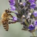 Varroa mite (beneath wing) feeding on a forager (worker bee) as it's nectaring on lavender. (Photo by Kathy Keatley Garvey)