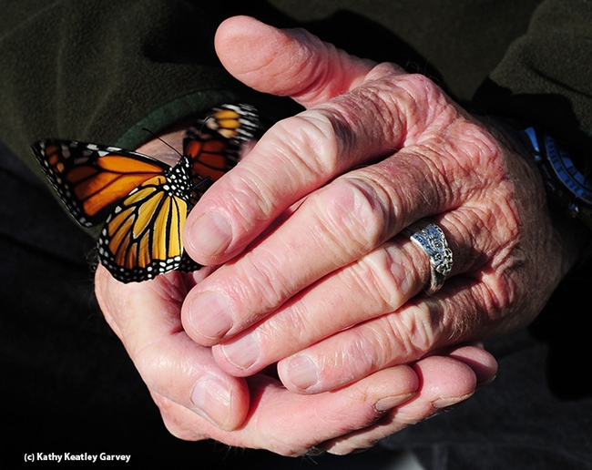 Moment of freedom--a female monarch is released. (Photo by Kathy Keatley Garvey)