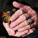 Moment of freedom--a female monarch is released. (Photo by Kathy Keatley Garvey)
