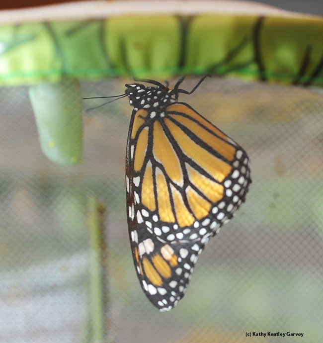 This was the scene inside the butterfly habitat before her release. Note the chrysalis next to her. (Photo by Kathy Keatley Garvey)