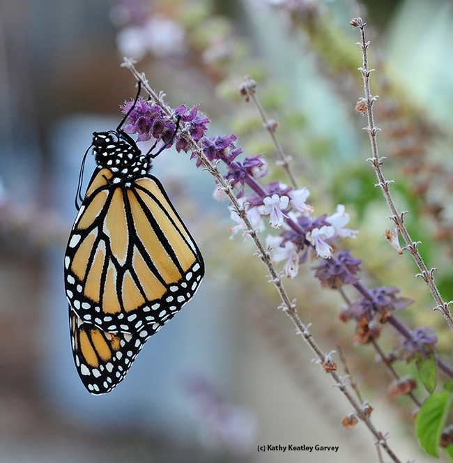 In the late afternoon, this monarch found a place to roost for the night--on an African blue basil. (Photo by Kathy Keatley Garvey)