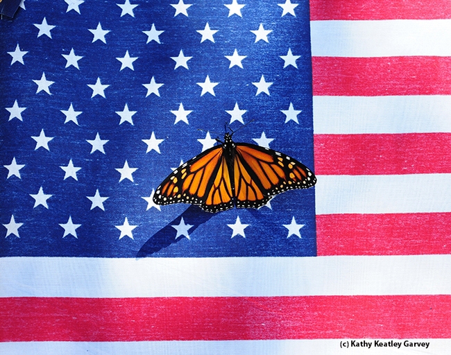 Monarch butterfly lands on the American flag. (Photo by Kathy Keatley Garvey)