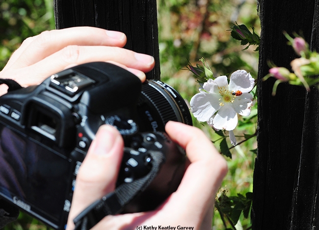Capturing an image of a lady beetle at  BugShot Hastings. (Photo by Kathy Keatley Garvey)