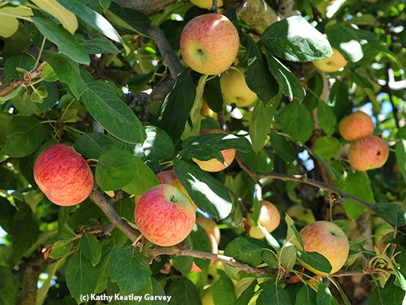 Neonics are hindering bumble bees' ability to pollinate apples, a UK study has found. This photo shows Gravenstein apples in Sebastopol. (Photo by Kathy Keatley Garvey)