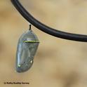 A monarch chrysalis dangles from  an electrical cord. (Photo by Kathy Keatley Garvey)