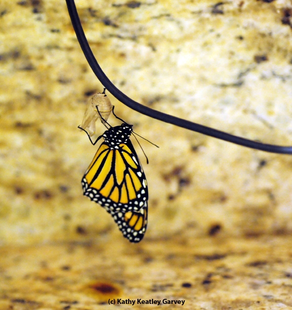 This newly emerged monarch, drying her wings, clings to her chrysalis. (Photo by Kathy Keatley Garvey)
