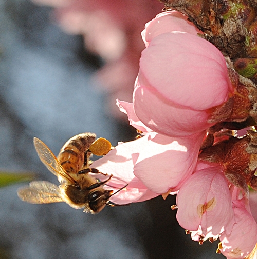 WORKER BEE collecting nectar from a nectarine blossom. All worker bees are females. They forage for pollen, nectar, propolis and water. (Photo by Kathy Keatley Garvey)