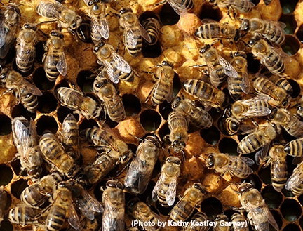 Honey bees are eusocial insects. (Photo by Kathy Keatley Garvey)