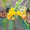 A male (left) and female monarch on a scarlet milkweed. (Photo by Kathy Keatley Garvey)