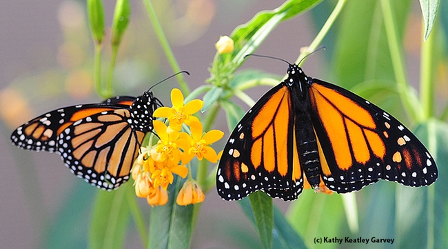 A female monarch (right) moves toward the male. (Photo by Kathy Keatley Garvey)