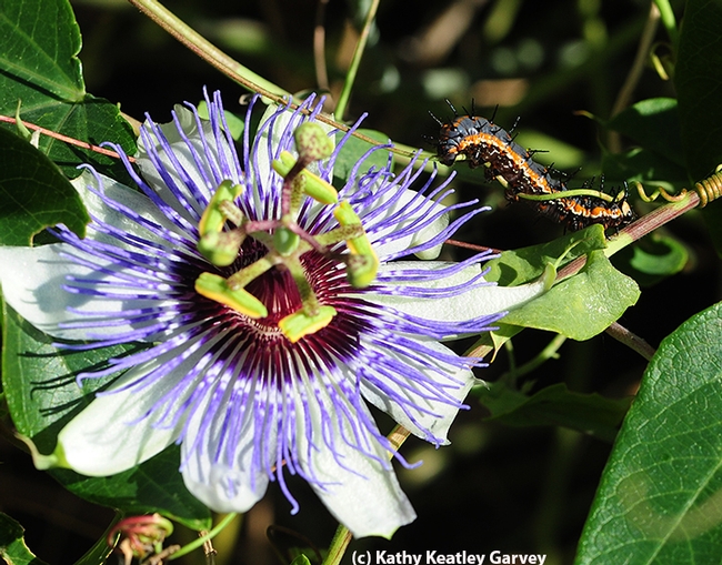 A Gulf Fritillary caterpillar inches away from a passionflower. (Photo by Kathy Keatley Garvey)