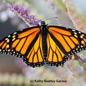 Monarch butterfly spreading its wings. (Photo by Kathy Keatley Garvey)