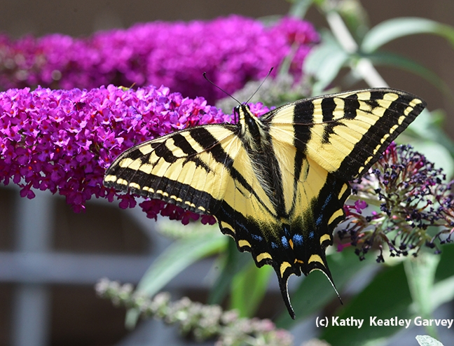 Western tiger swallowtail nectarine on a butterfly bush. (Photo by Kathy Keatley Garvey)