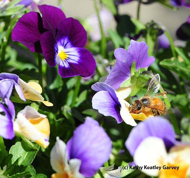 Honey bee foraging on pansies. (Photo by Kathy Keatley Garvey)