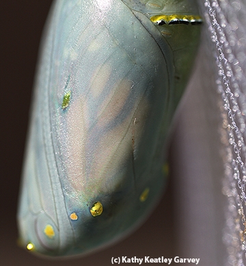 Monarch chrysalis. (Photo by Kathy Keatley Garvey)
