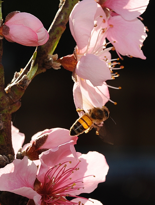 THIS HONEY BEE nectaring a backyard nectarine tree looks like stained glass. (Photo by Kathy Keatley Garvey)