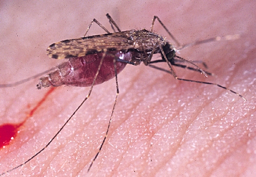 FEMALE MALARIA MOSQUITO, Anopheles gambiae, needs a blood meal to develop her eggs. Every year malaria mosquitoes infect some 350 to 500 million people a year, killing more than a million. (Photo by malaria researcher Anton Cornel, UC Davis Department of Entomology)