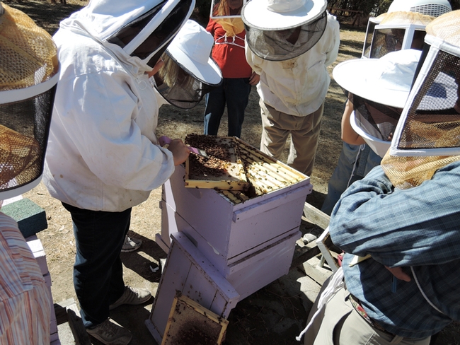 The UC Davis bee courses will be hands-on. At left is Extension apiculturist Elina Niño. (Photo by Kathy Keatley Garvey)