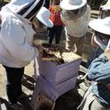 The UC Davis bee courses will be hands-on. At left is Extension apiculturist Elina Niño. (Photo by Kathy Keatley Garvey)