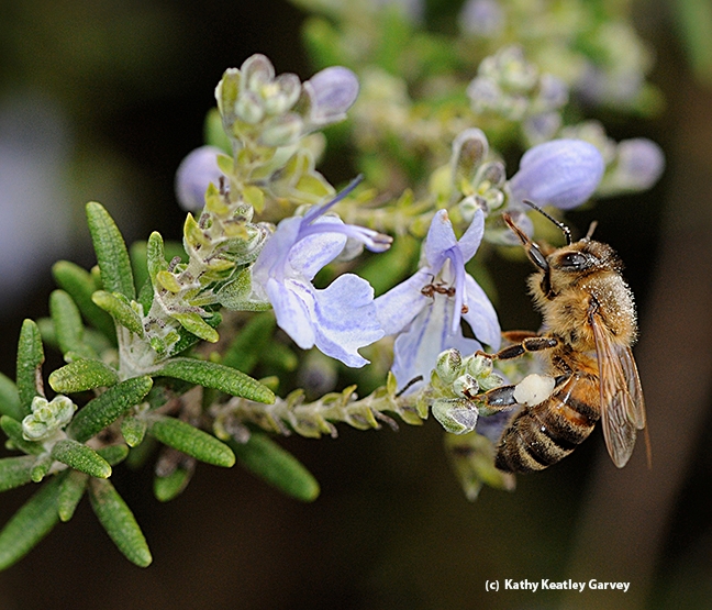 A honey bee foraging on rosemary. (Photo by Kathy Keatley Garvey)