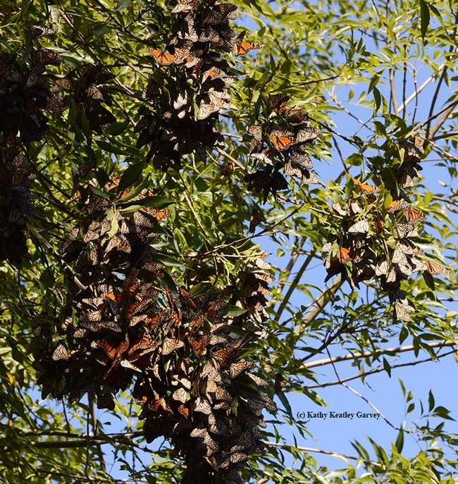 Monarch butterfly roosting in Berkeley Aquatic Park in November. They are at the 14th disc golf course in an ash tree. (Photo by Kathy Keatley Garvey)